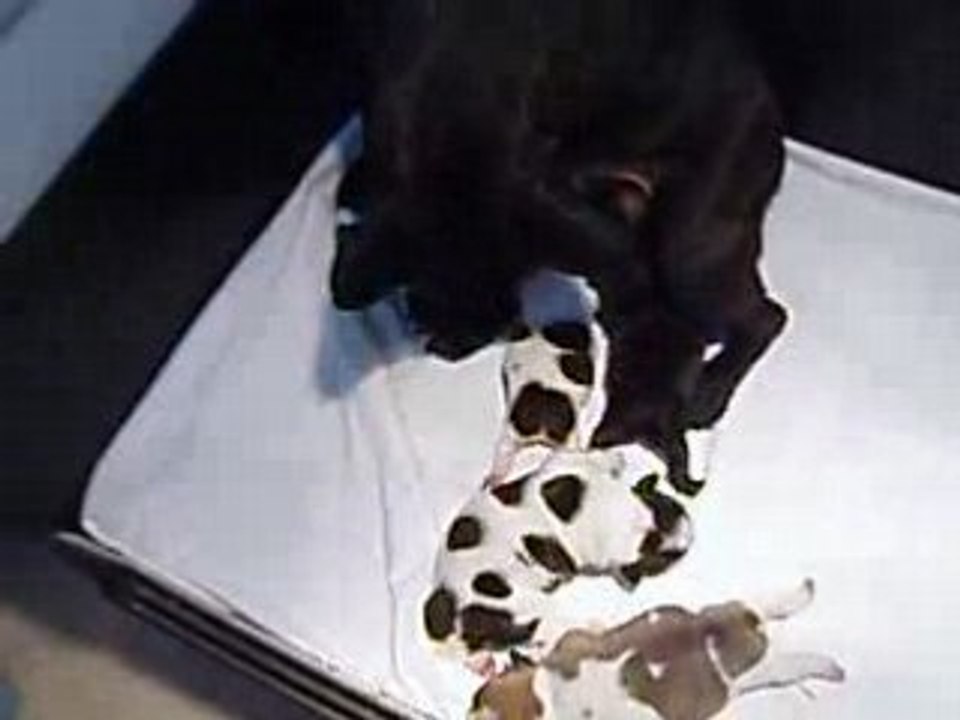 Vidéo-les boubous : A table  !