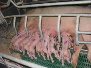 pardonne nous planete terre