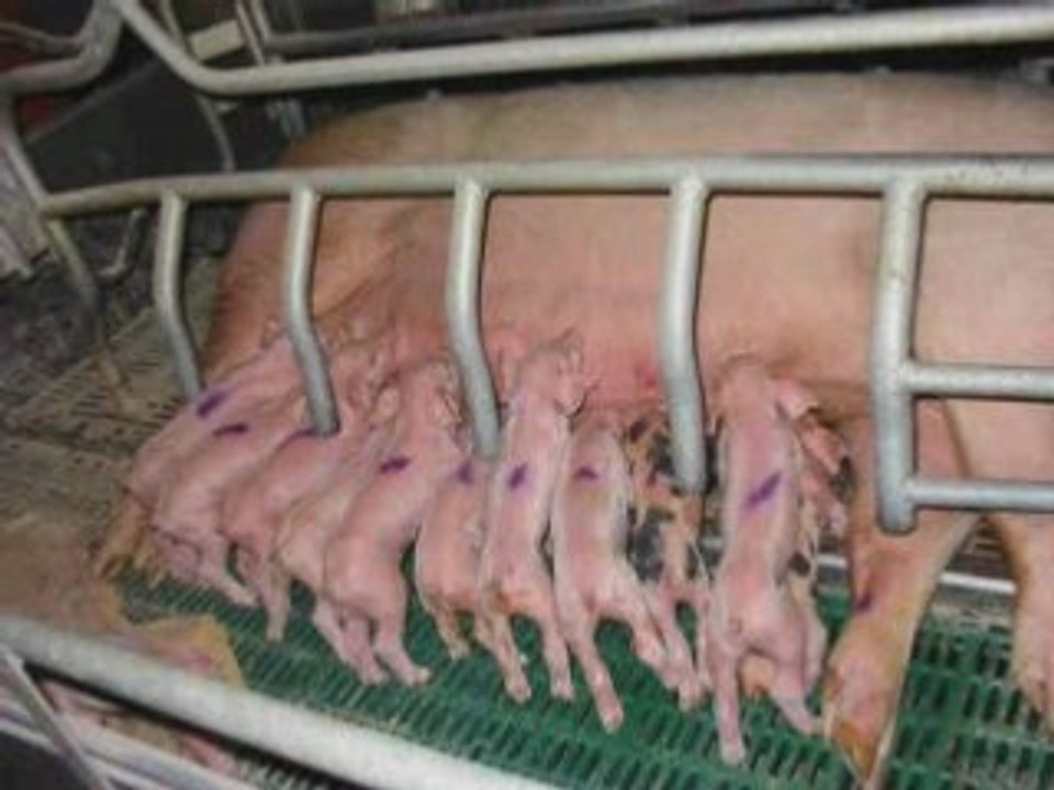 pardonne nous planete terre