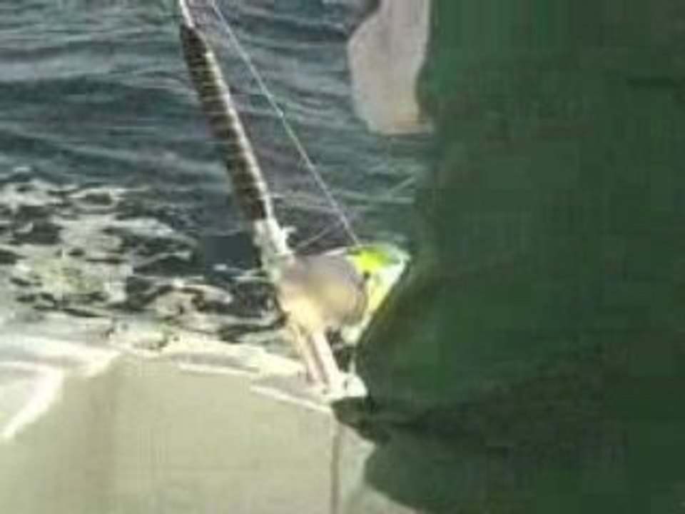 pesca currican