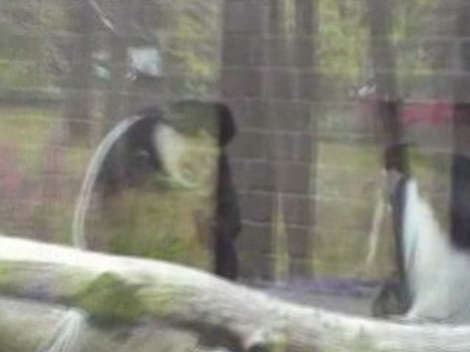 Monkeys in London Zoo 30