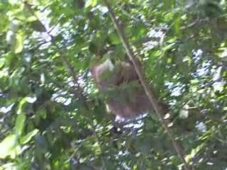 A Sloth in Limon Costa Rica