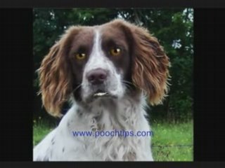 Healthy Talking Dog Tells It Like It Is