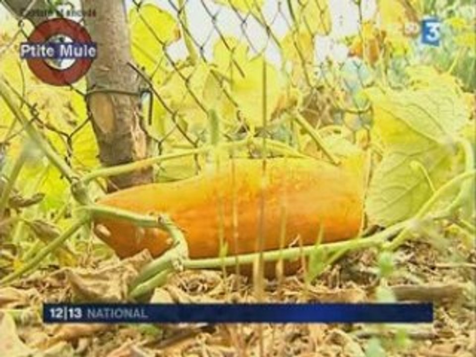Le sauvetage des légumes anciens