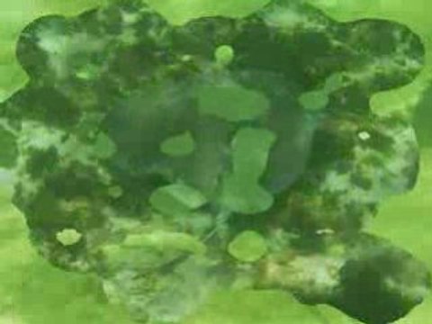 Une gentille raie vers l'îlet Morpion