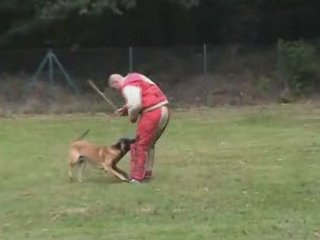 Axo du Clos de Champcheny Championnat Ring 2008