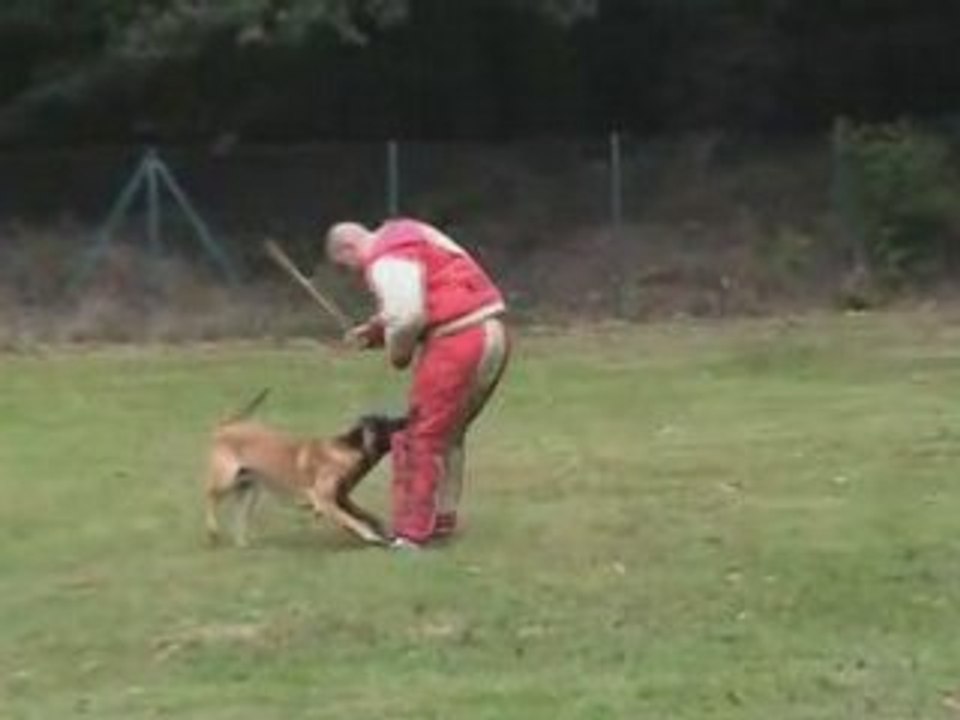 Axo du Clos de Champcheny Championnat Ring 2008