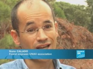 A worm attacks forests in Portugal