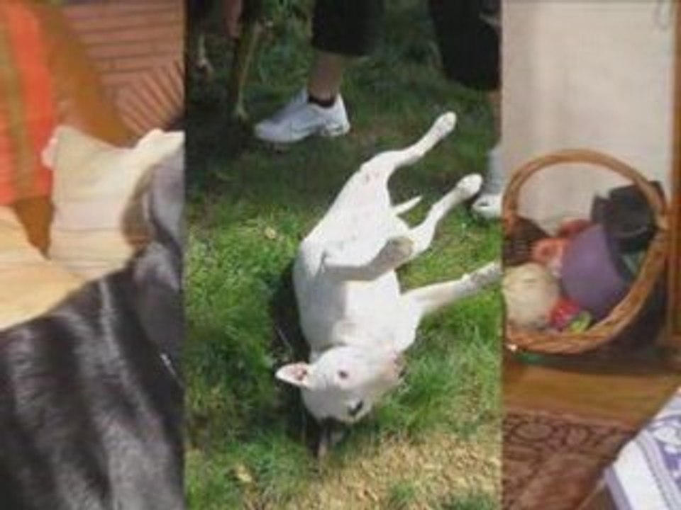 Chiens 2