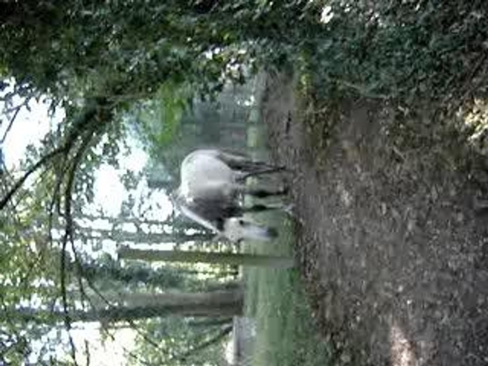 chevaux bords de l'yerres
