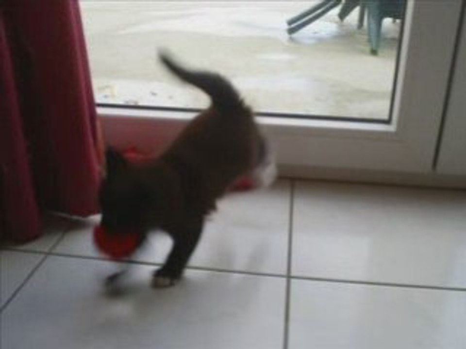 Pt chaton