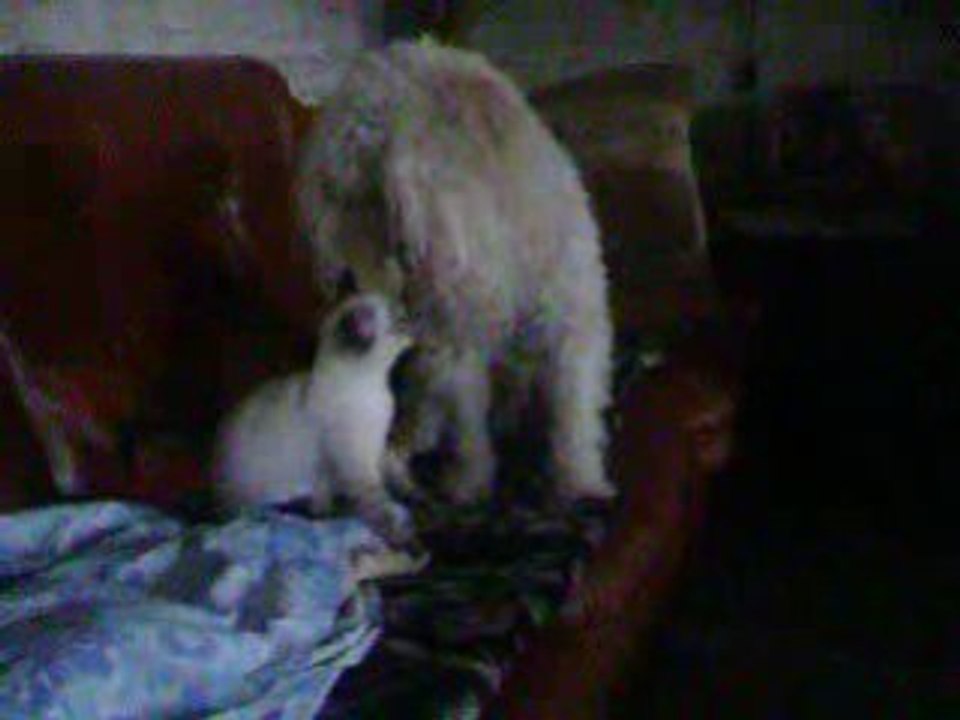 hermine et number