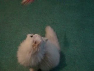 Chatons Persan  Chinchilla