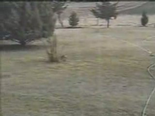 [FUNNY] REGIS Rie car son Lapin attaque un Serpent [Goodspee