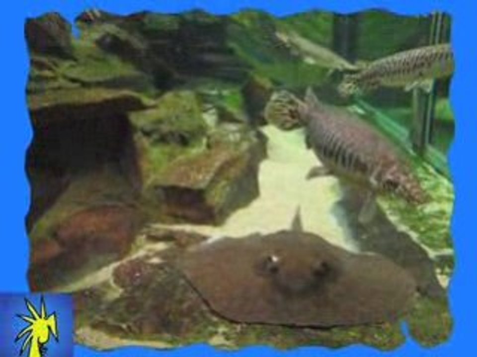 L'AQUARIUM