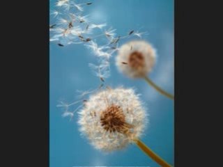 Matoub Lounes - A vava ruh