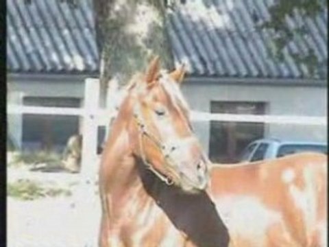 PONEY 3 ANS 1/2 1M45 ALEZAN BRULE