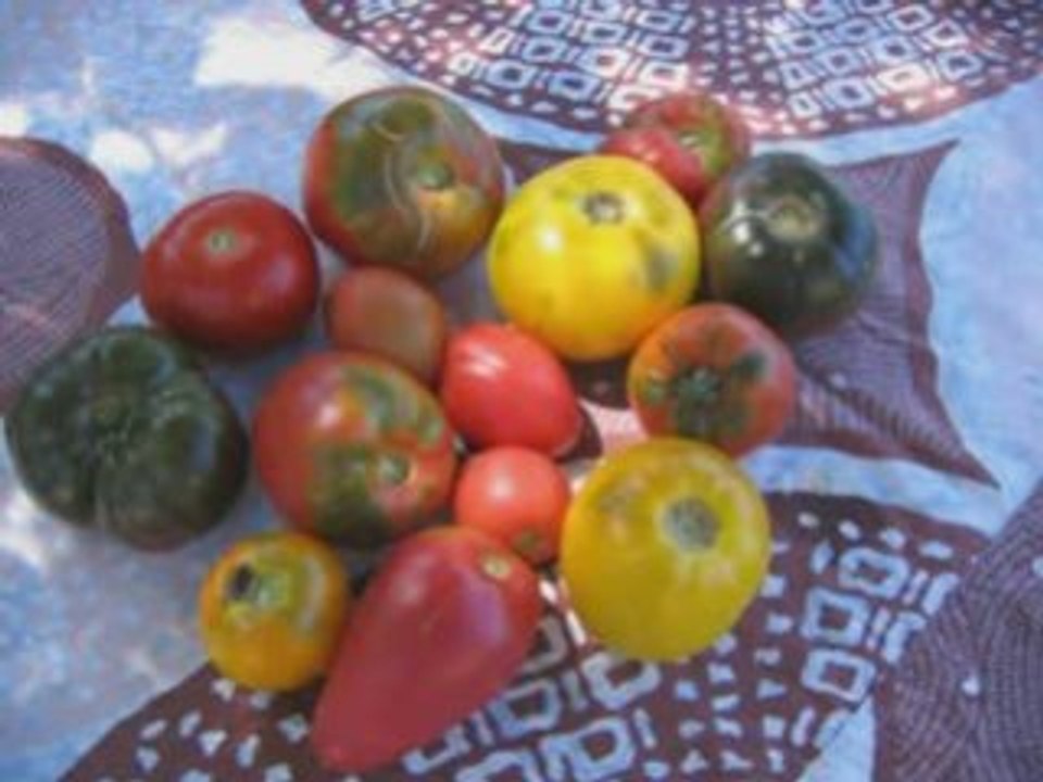 Les bases du potager