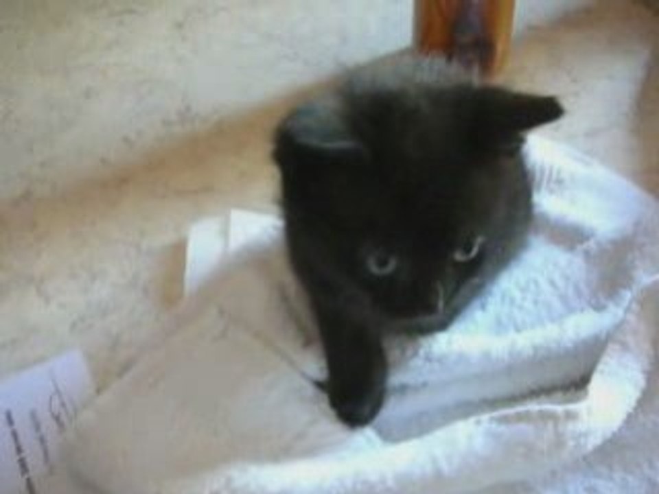 BB DIOR