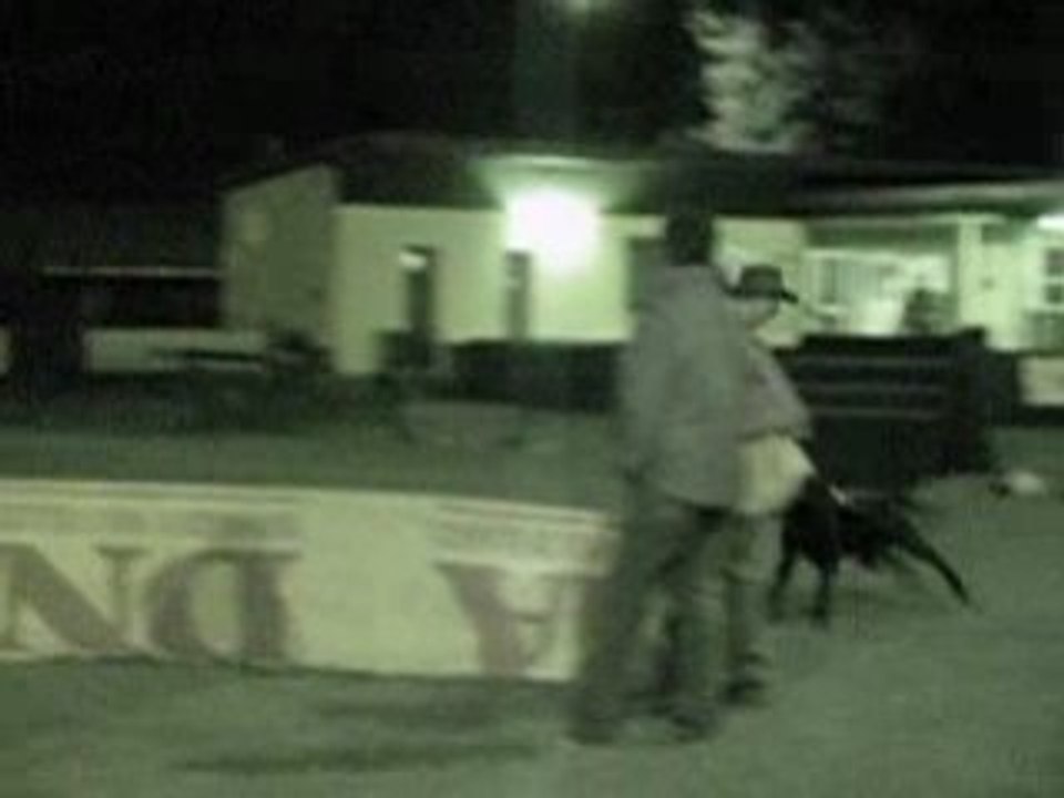 CAID du Domaine des Sphinx Noirs  (RCI)- Berger hollandais