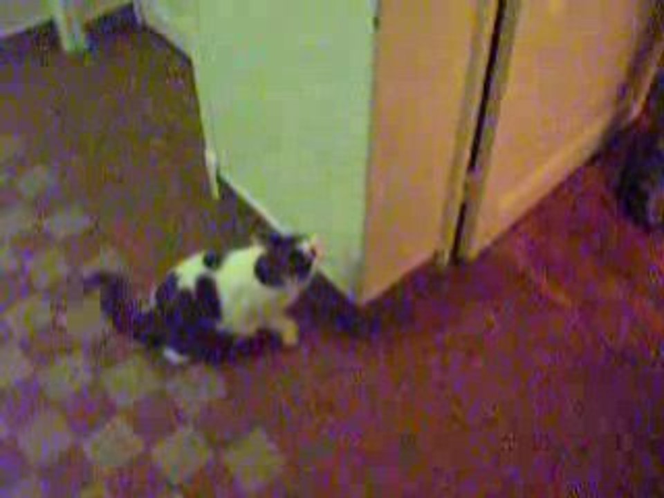 FLIPETTE FAIT DES COMBATS CONTRE CHRIS