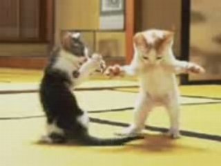 Lachvandedag.nl - Dansende katten