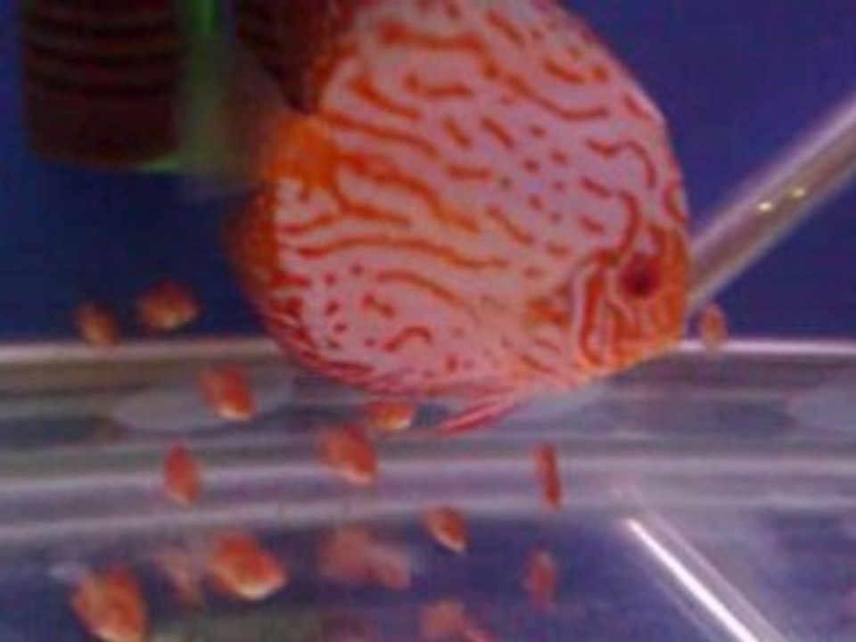 Discus Panda 26 09 2008