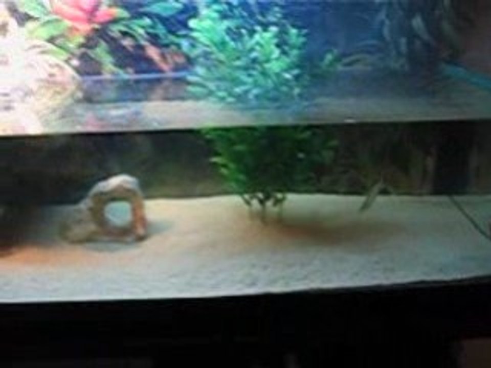 mon aqua-terrarium