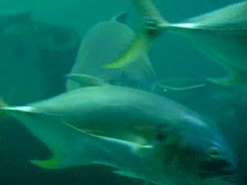 Shark