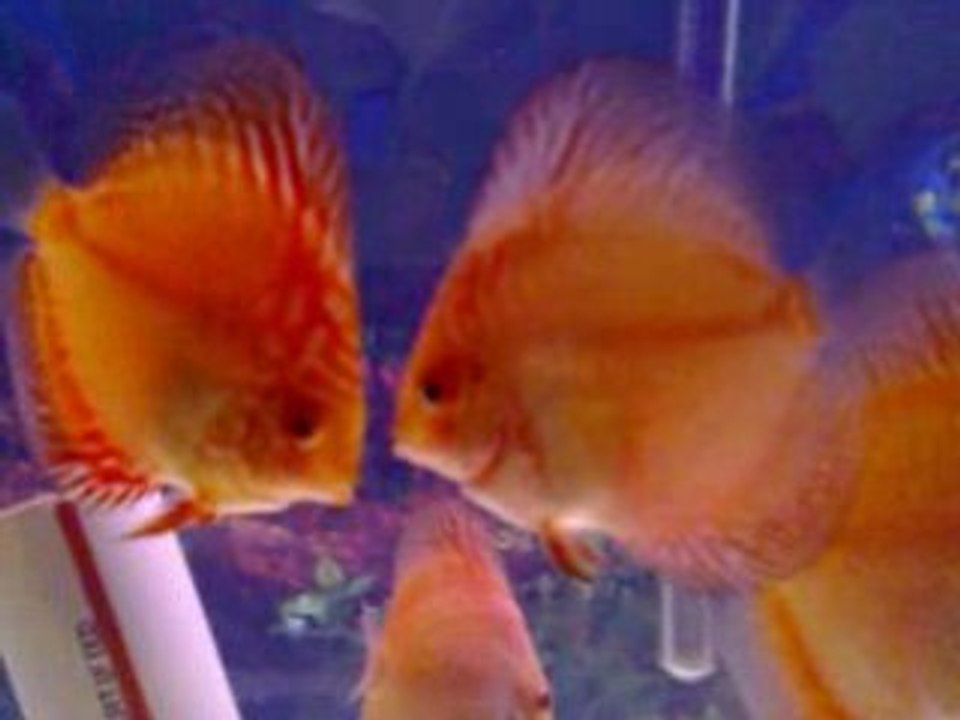 Ana Tankımda RedMap&GSS yavrular