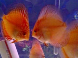 Ana Tankımda RedMap&GSS yavrular