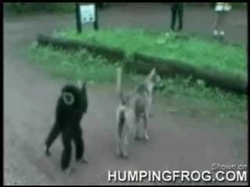 funny monkey