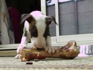 bull terrier