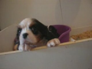 Daelys, chiot cavalier king charles