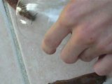 La biture des limaces