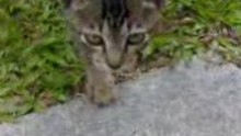 street kitty