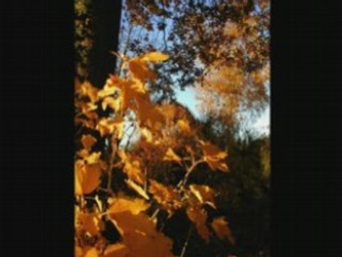 Les feuilles mortes de Prévert