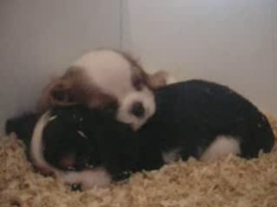 Deep forest, chiot cavalier king charles