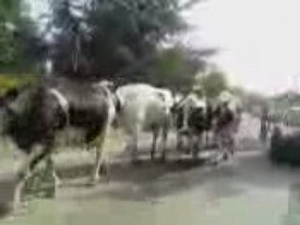 Y a 2 la mamelle