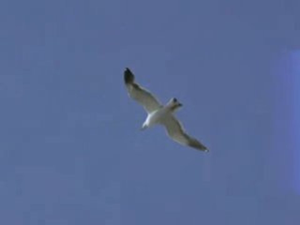 christophe willem  frozen  , montage video