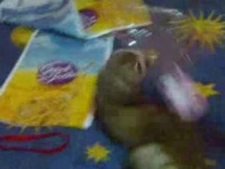 Hurón Vs Chupete II