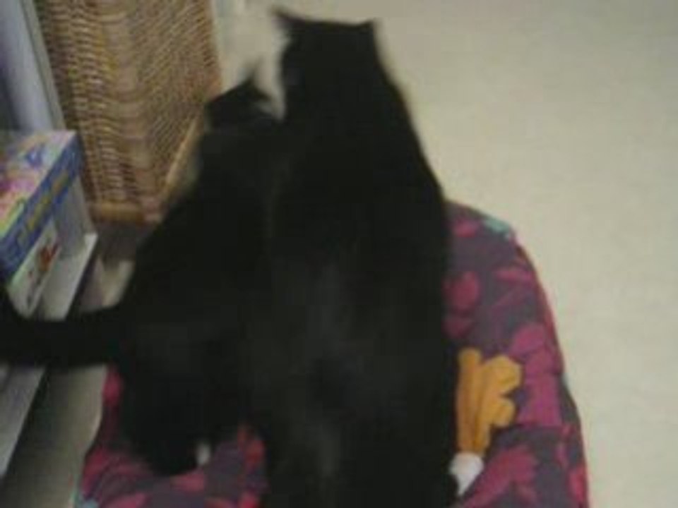 Pasha et Luna