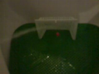 Austrians are the biggest football fans