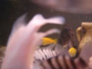 Regis test son appareil photo numerique dans son aquarium