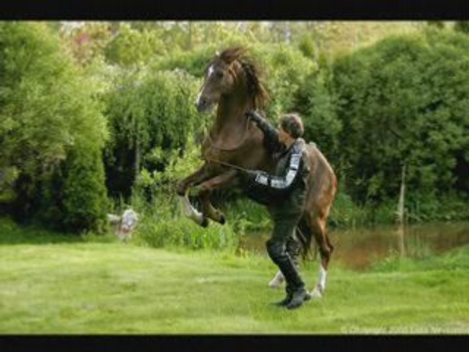 Le cheval un etre magnifique