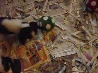 un joujou extraordinaire