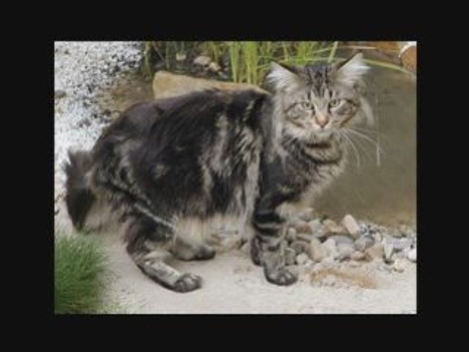 Mancoon Cat video - video Dailymotion