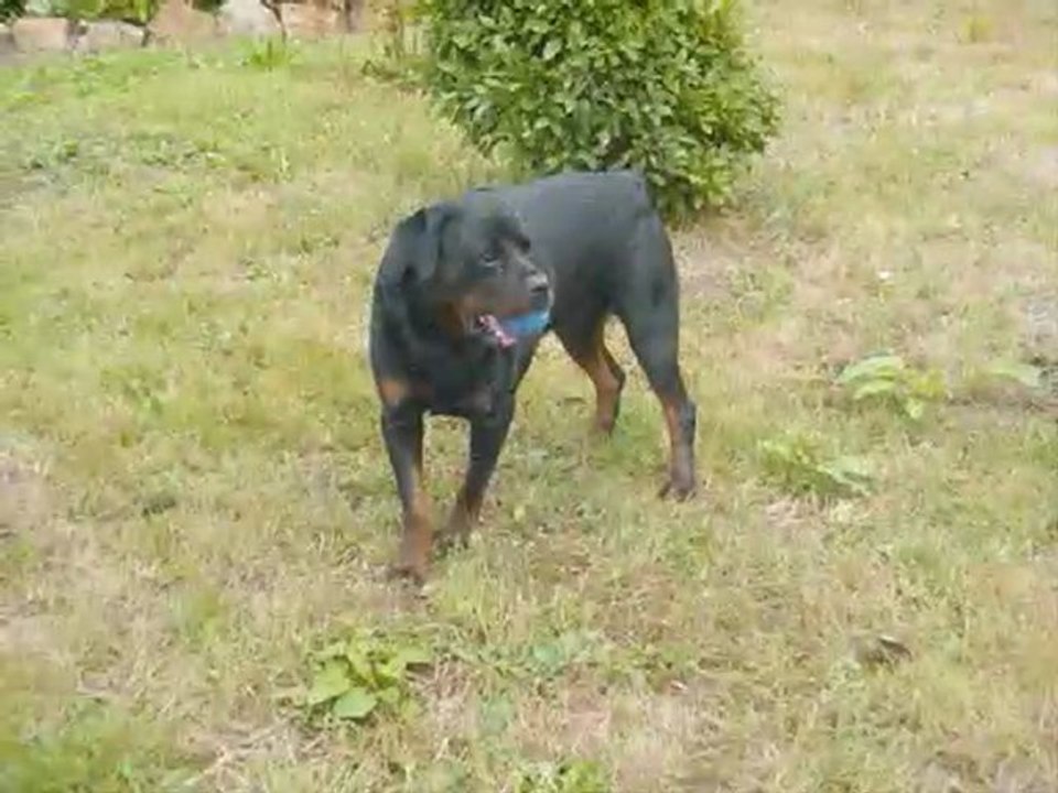 rottweiler