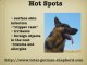 Hot Spots in the German Shepherd - Hot Spots - Hot Spot Care