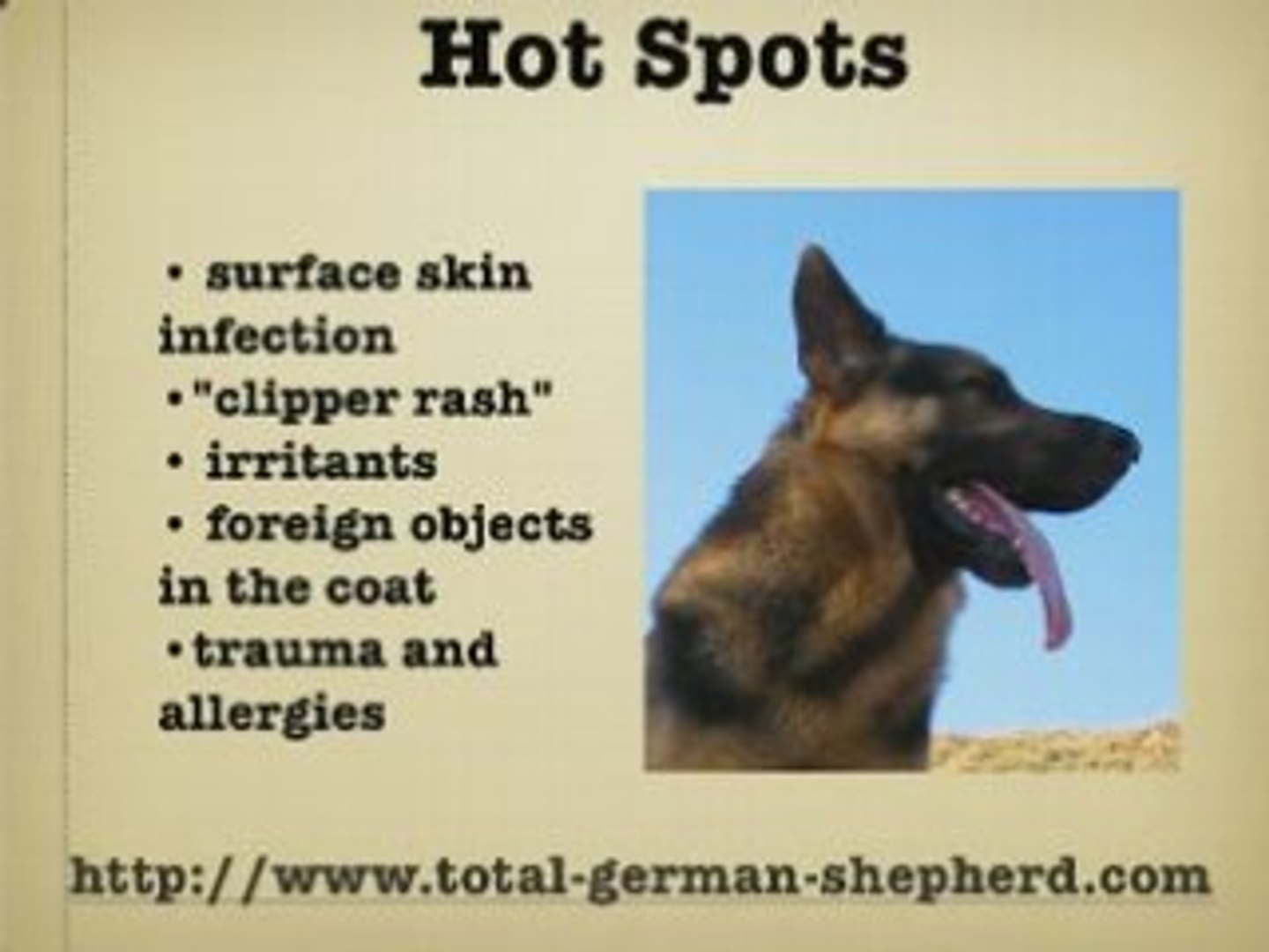 Hot Spots in the German Shepherd - Hot 